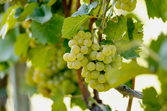weingut steitz weissburgunder rebsorte rheinhessen wein.jpg