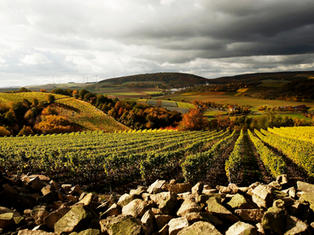 VINEYARD HEERKRETZ