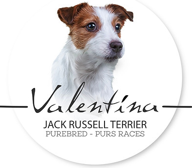 Valentina Jack Russell Terrier breeder éleveur
