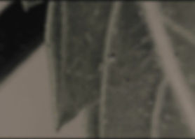 zoomed+in+canna+leaf+2_edited_edited_edi