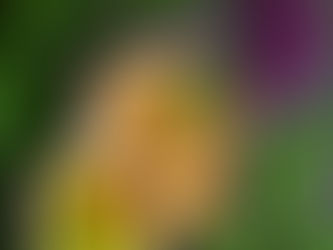 Protein, Afro Hair & Hair Loss: The Missing Structural Link to Strength & Retention