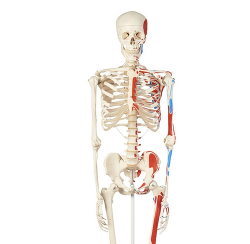 Active Skeleton 3B Scientific Advanced Skeleton with Muscles | Carolina Singapore