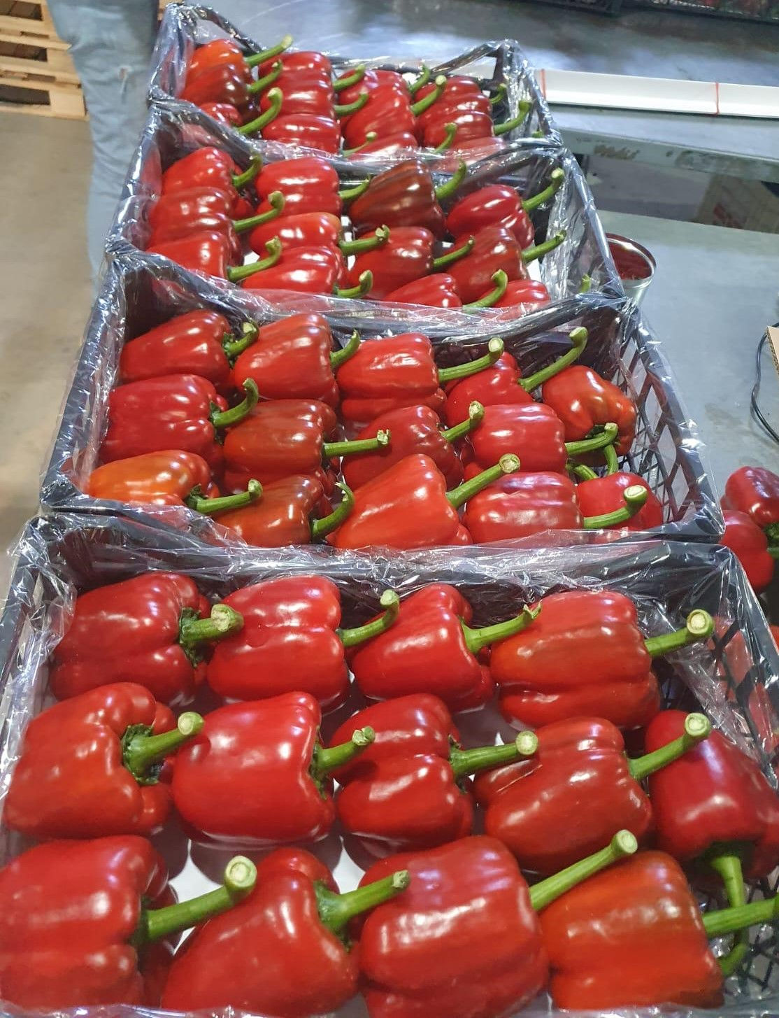 KIRMIZI DOLMALIK BİBER