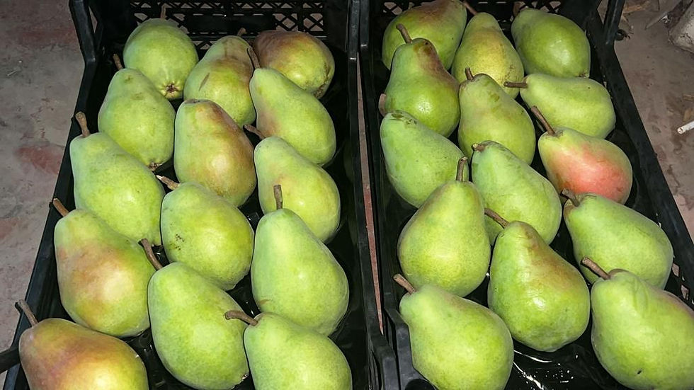 Küçük resim: ARMUT