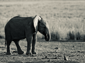NECESSITY OR OVERREACH? ANALYSING NAMIBIA’S DECISION TO CULL SEVEN HUNDRED ANIMALS