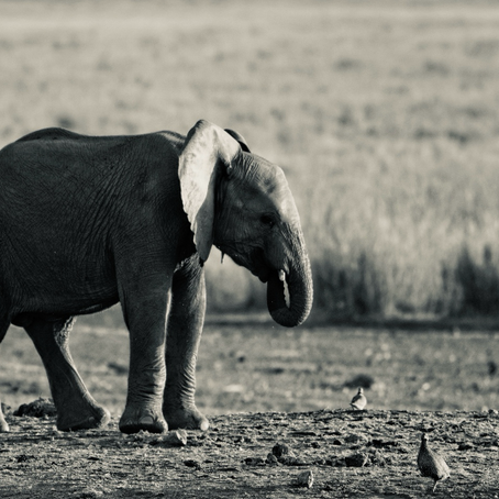 NECESSITY OR OVERREACH? ANALYSING NAMIBIA’S DECISION TO CULL SEVEN HUNDRED ANIMALS