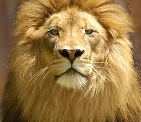 LION HEAD.jpg