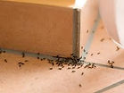 Ants 4.jpeg