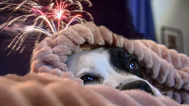 Waggingtons Dogs Fireworks.jpeg