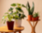 Indoor houseplants in terracotta and ceramic pots arranged on wooden tables, including snake plant, schefflera, and tropical foliage, set against a neutral beige background.