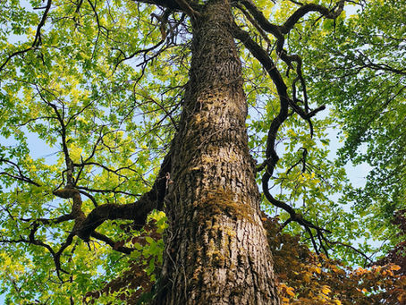 Arbre majestueux en pleine nature, illustration des bienfaits de la nature, du ressourcement et de l’ancrage.