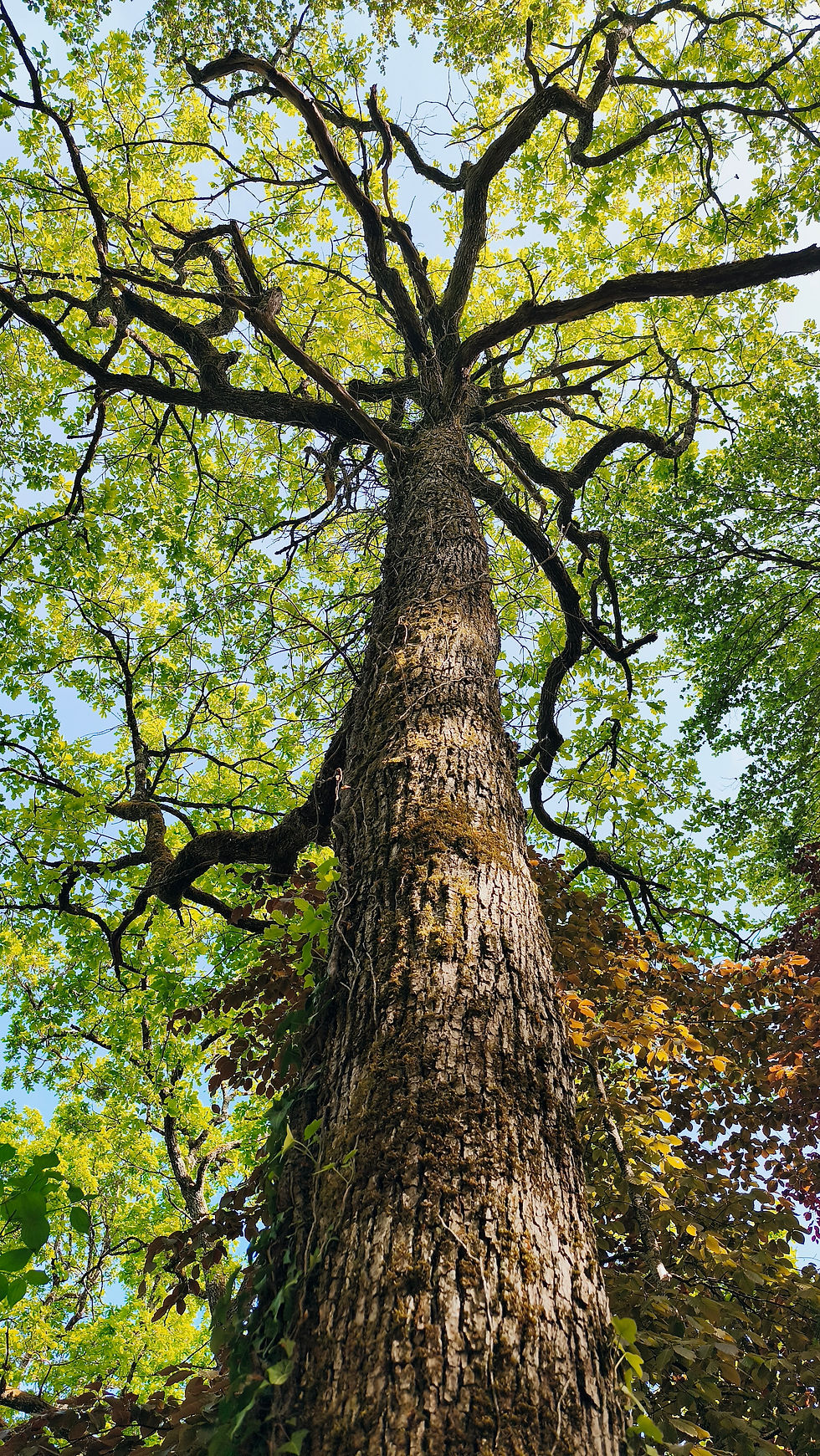 Arbre majestueux en pleine nature, illustration des bienfaits de la nature, du ressourcement et de l’ancrage.