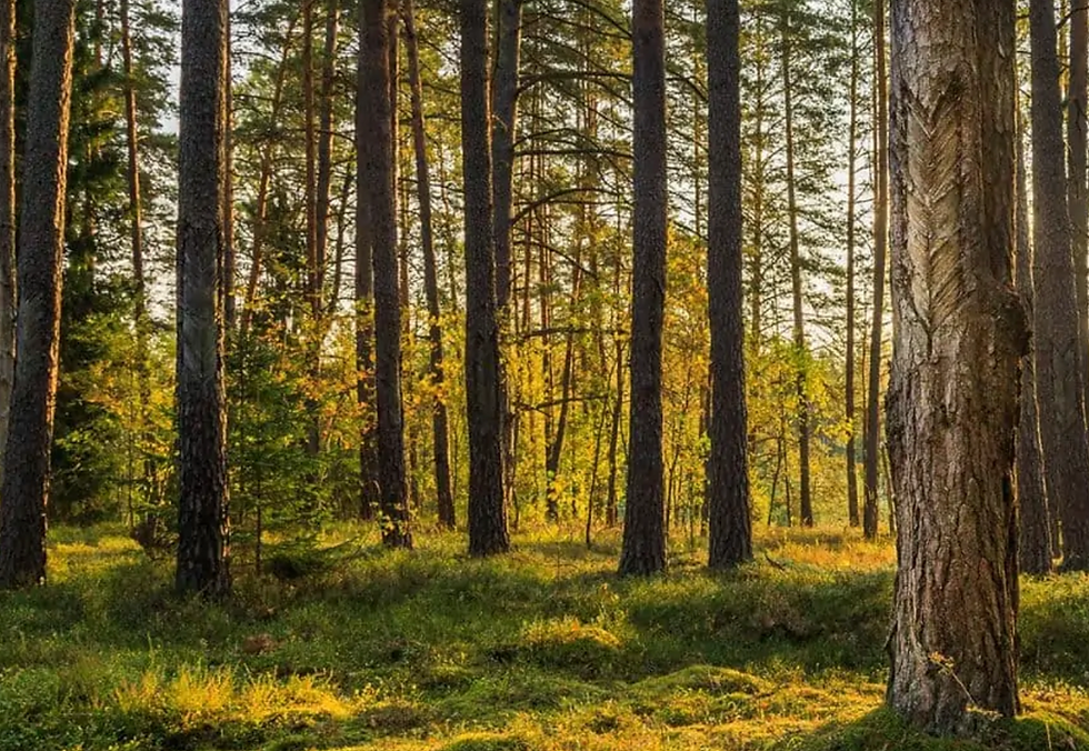 Designing for Tomorrow: A Guide to Sustainable Interior Design