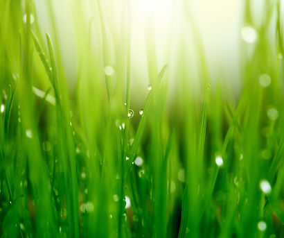Grass with Dew