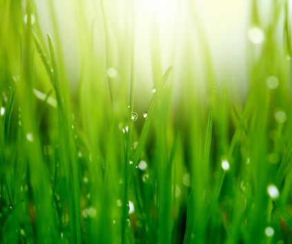 Grass with Dew