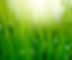 Grass with Dew