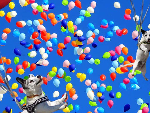 Le Dog Center fête ses deux ans !