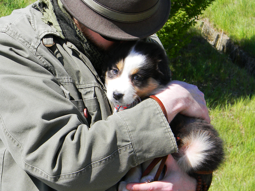 Conseils pour l'arrivée de votre chiot
