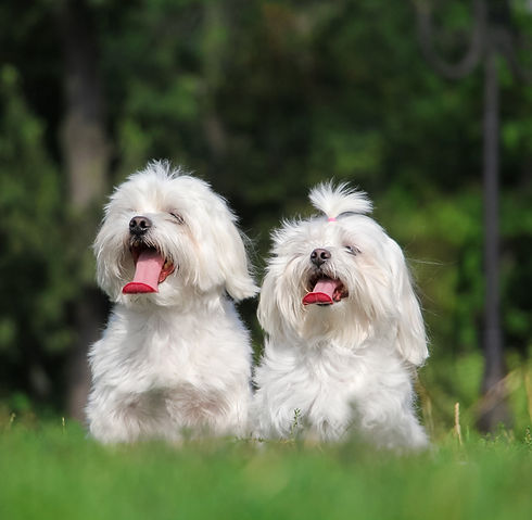 Two maltese dogs sitting on the grass_edited.jpg