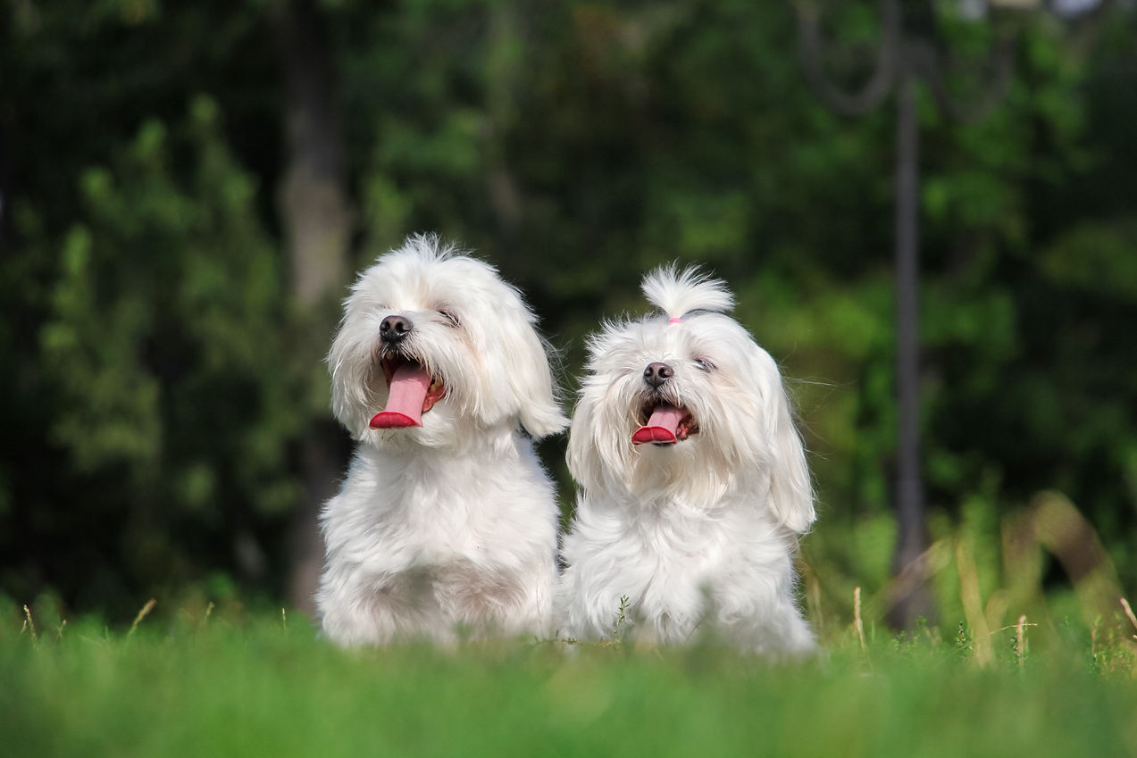 Two maltese dogs sitting on the grass.jpg