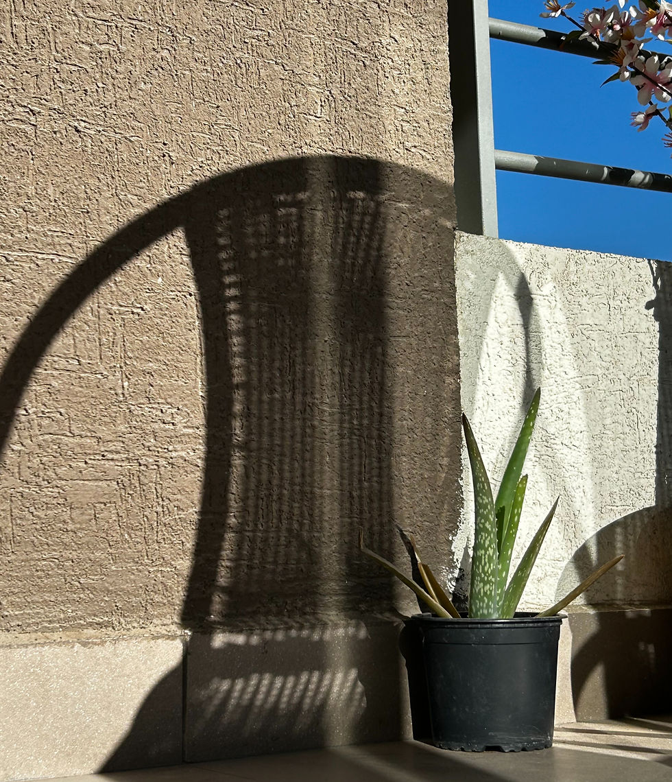 aloe vera al sol
