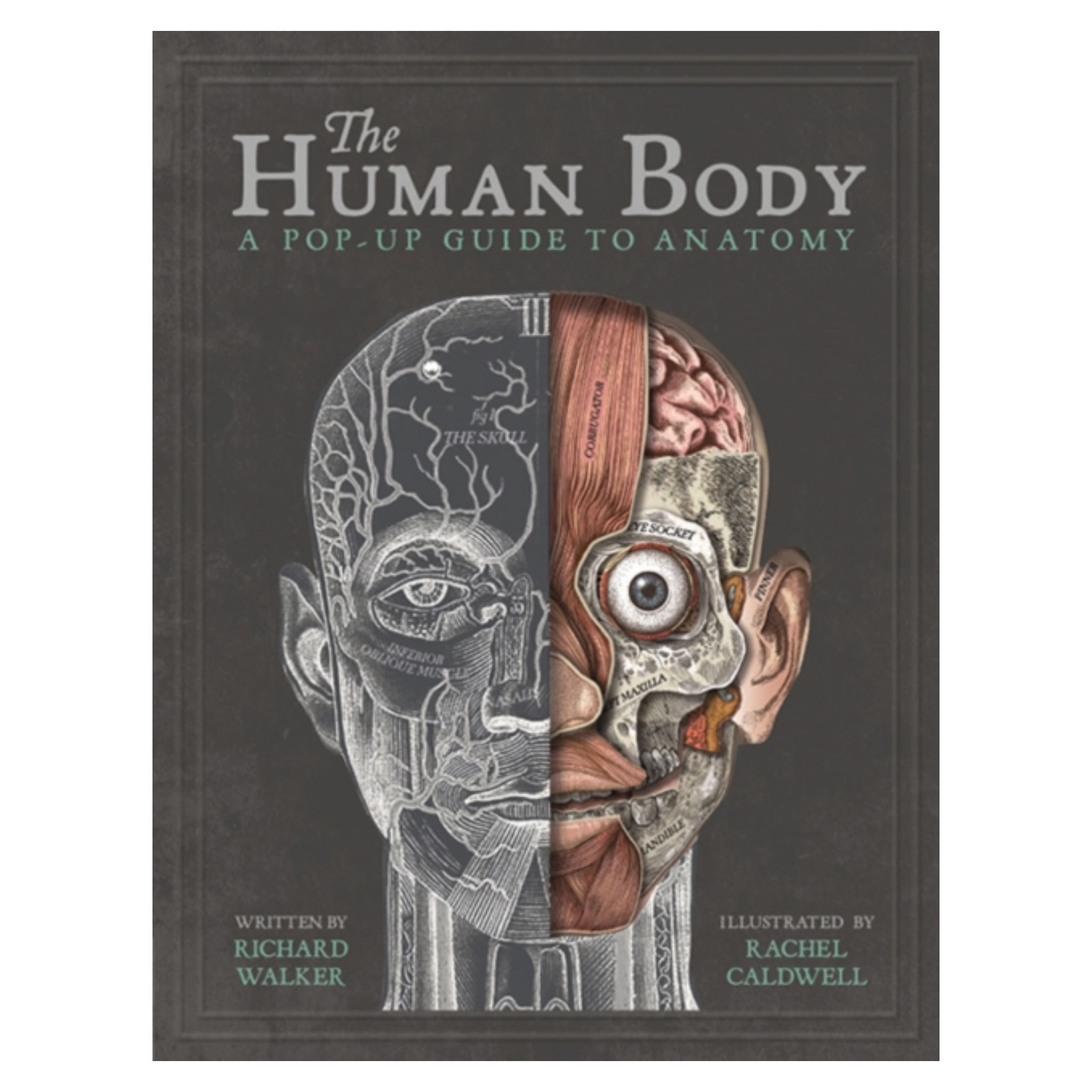 The Human Body : A Pop-Up Guide to Anatomy