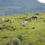 Miniatura: Fazenda entre Macarani e Itabaí