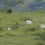 Miniatura: Fazenda entre Macarani e Itabaí