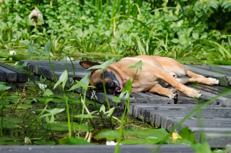 malinois-662776-768x509.webp