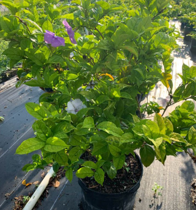 Brunfelsia Yesterday Today Tomorrow