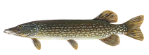 Pike.png