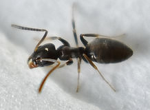 Odorous House Ants Control