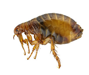 Speedy's Flea Image