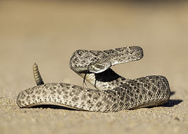 A Rattlesnake ready to attack!