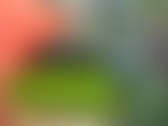 Outdoor Kitchen and Entertaining Areas