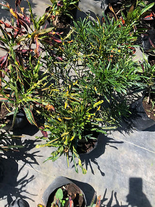 Plantas de sol y sombra