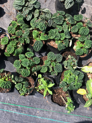 Plantas de sol y sombra