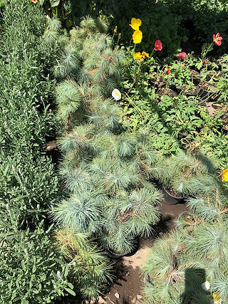 Plantas de sol y sombra
