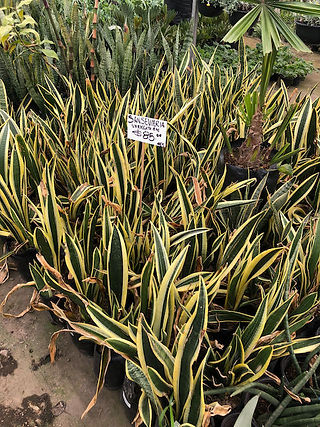 Plantas de sol y sombra