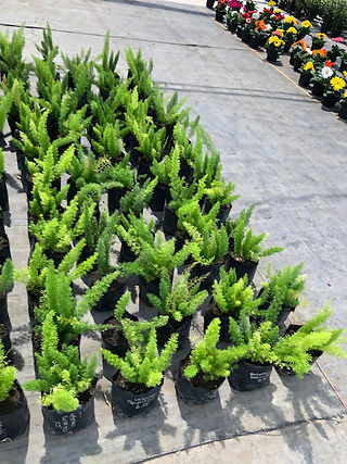 Plantas de sol y sombra