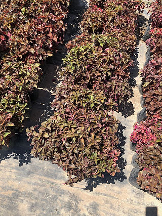 Plantas de sol y sombra