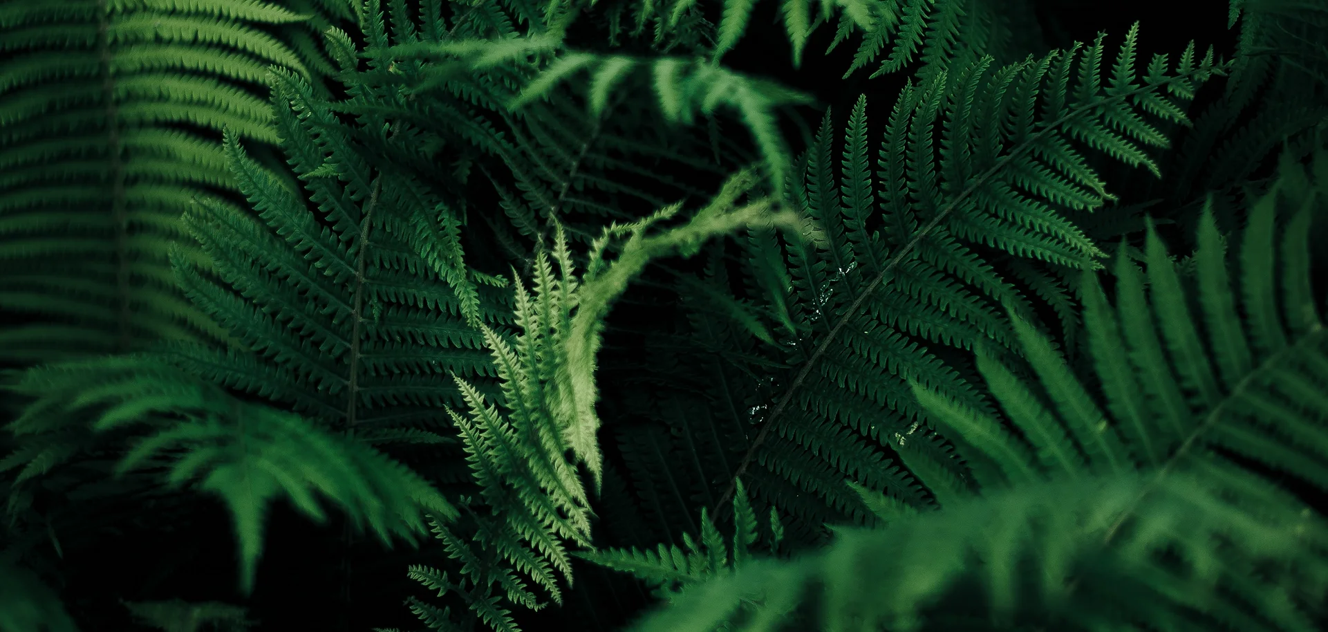 ferns.webp