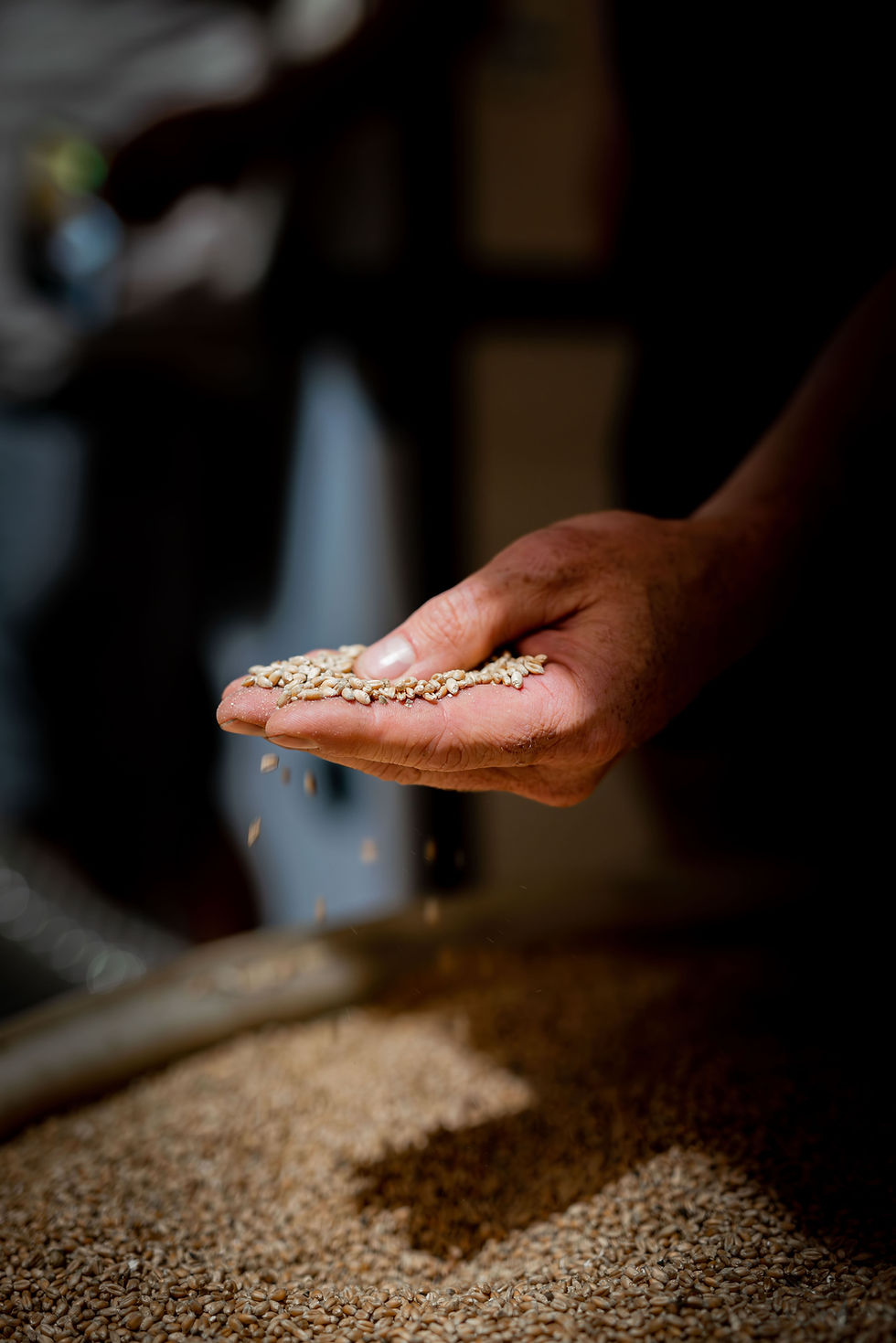 Préparer le grain avant sa mouture améliorez la qualité de votre