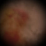DDLT_background_edited.jpg