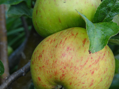 Traditional Apple Varieties