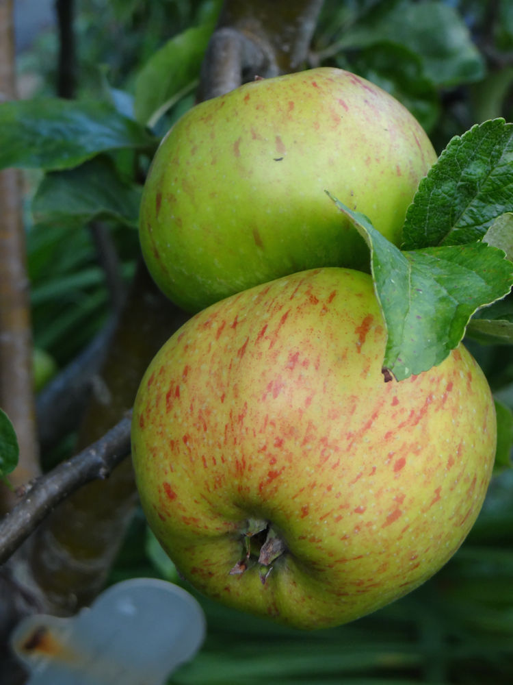 Traditional Apple Varieties