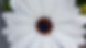 Limbach 33_edited.jpg