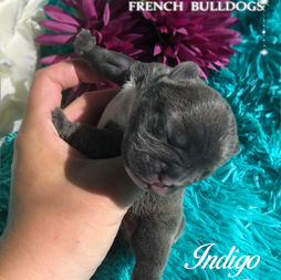 INDIGO.jpg