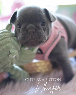Cute as a button.PNG