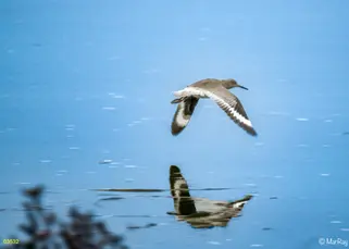 Vogel,Schnepfenvogel,